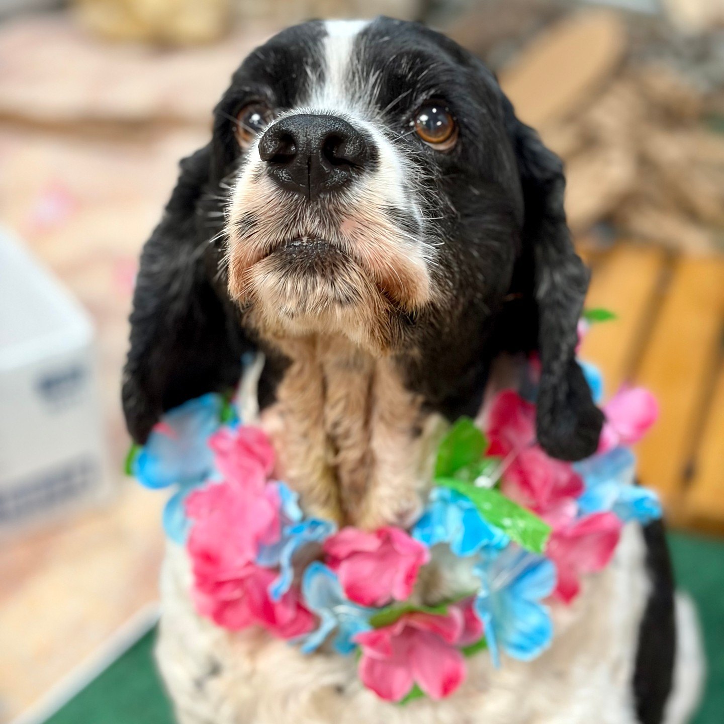 Divot looking up in a pink and blue flower lei, ready to hunt for supplies