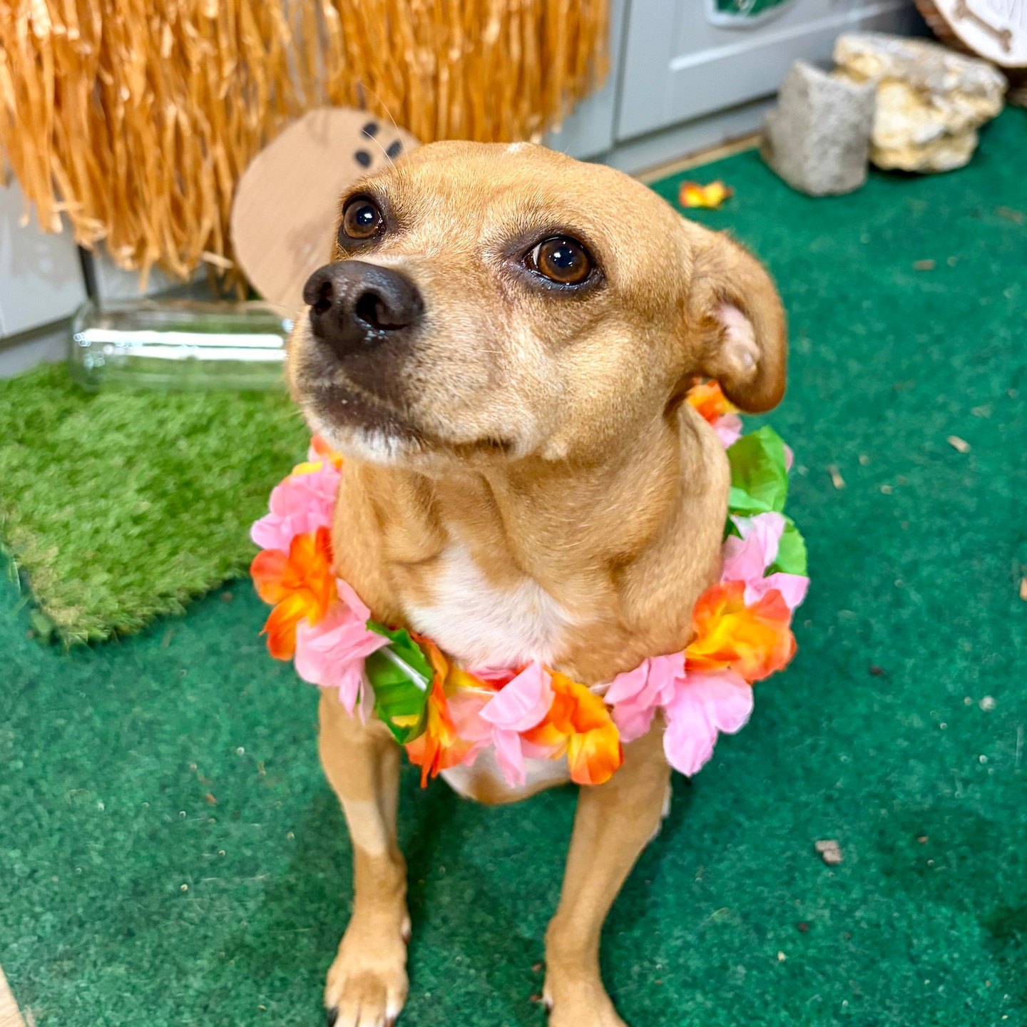 Charlie looking up in a pink and orange flower lei on the island set