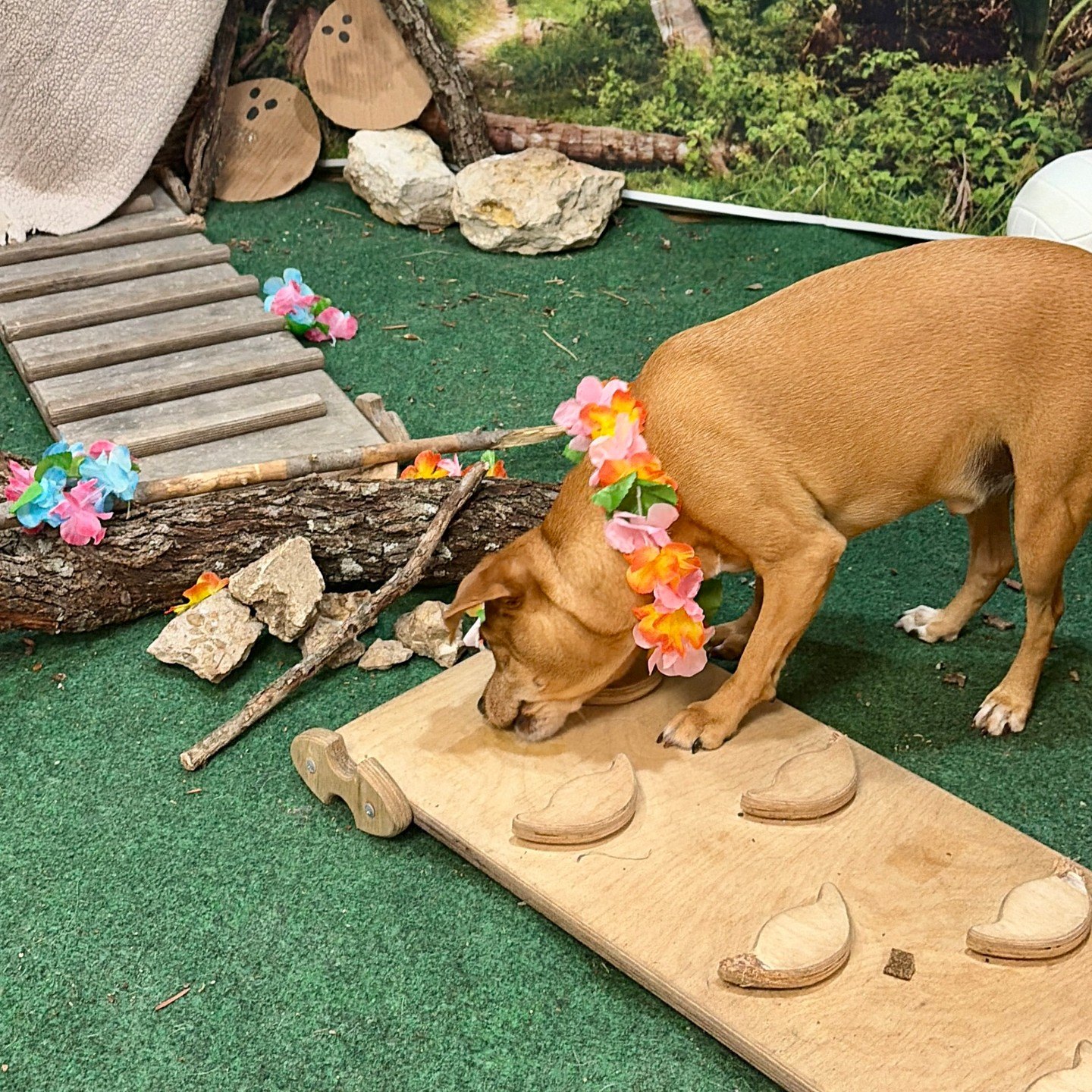 Charlie nosing out treats hidden on a wooden puzzle board on the island set