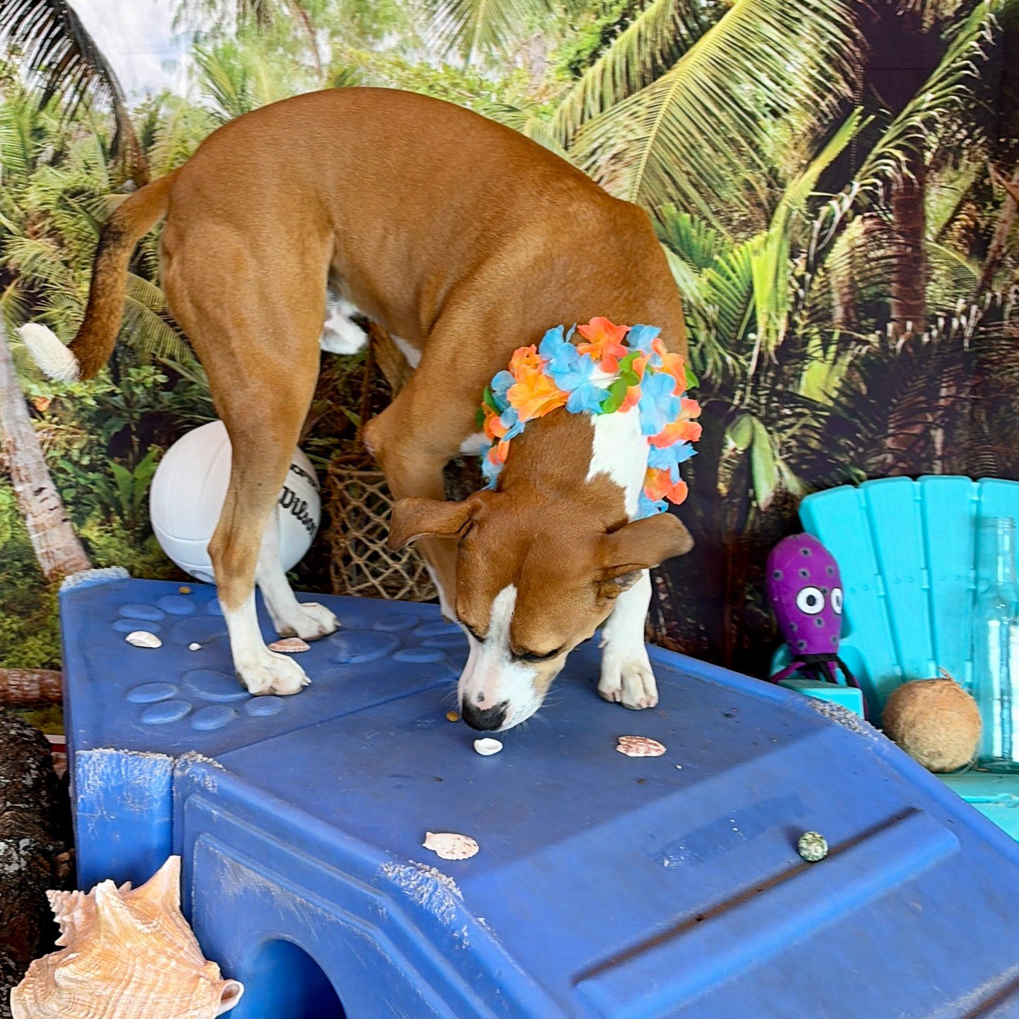 Tommy Boy sniffing for treats among seashells on top of a blue climber
