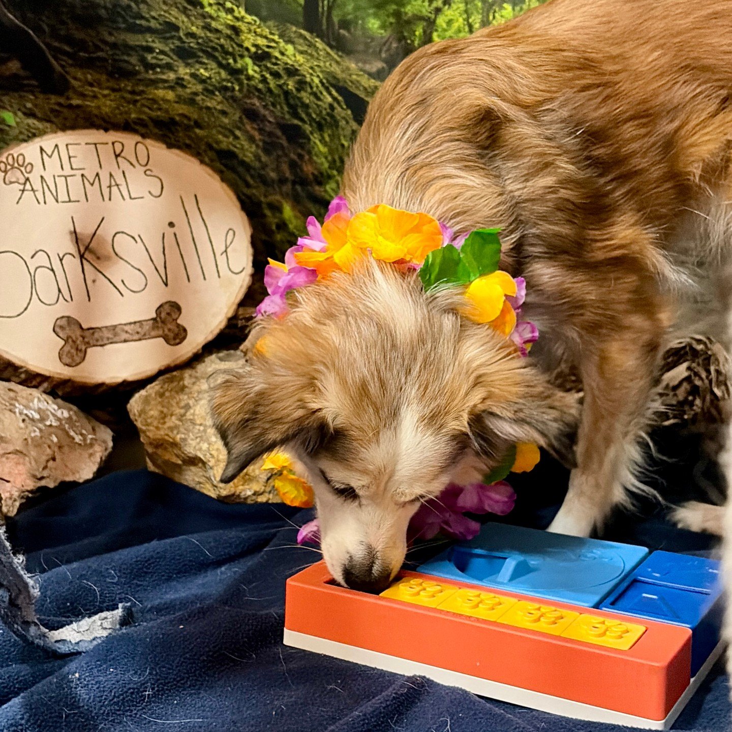 A pup working a sliding puzzle toy beside the Barksville sign