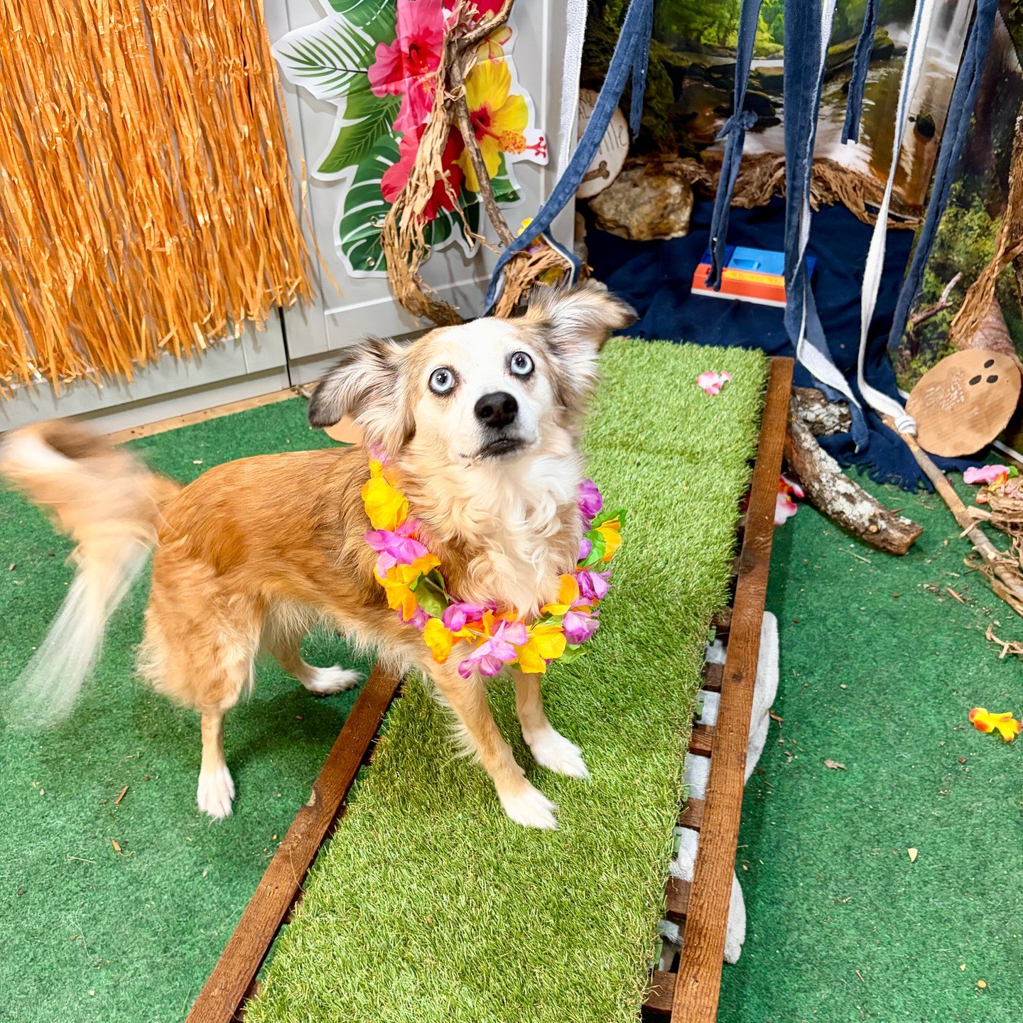 A blue-eyed pup in a flower lei standing on a turf walkway on the island set