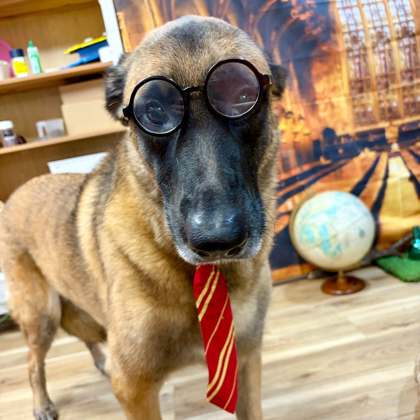Odin in round wizard glasses and a red and gold tie in front of the Great Hall backdrop