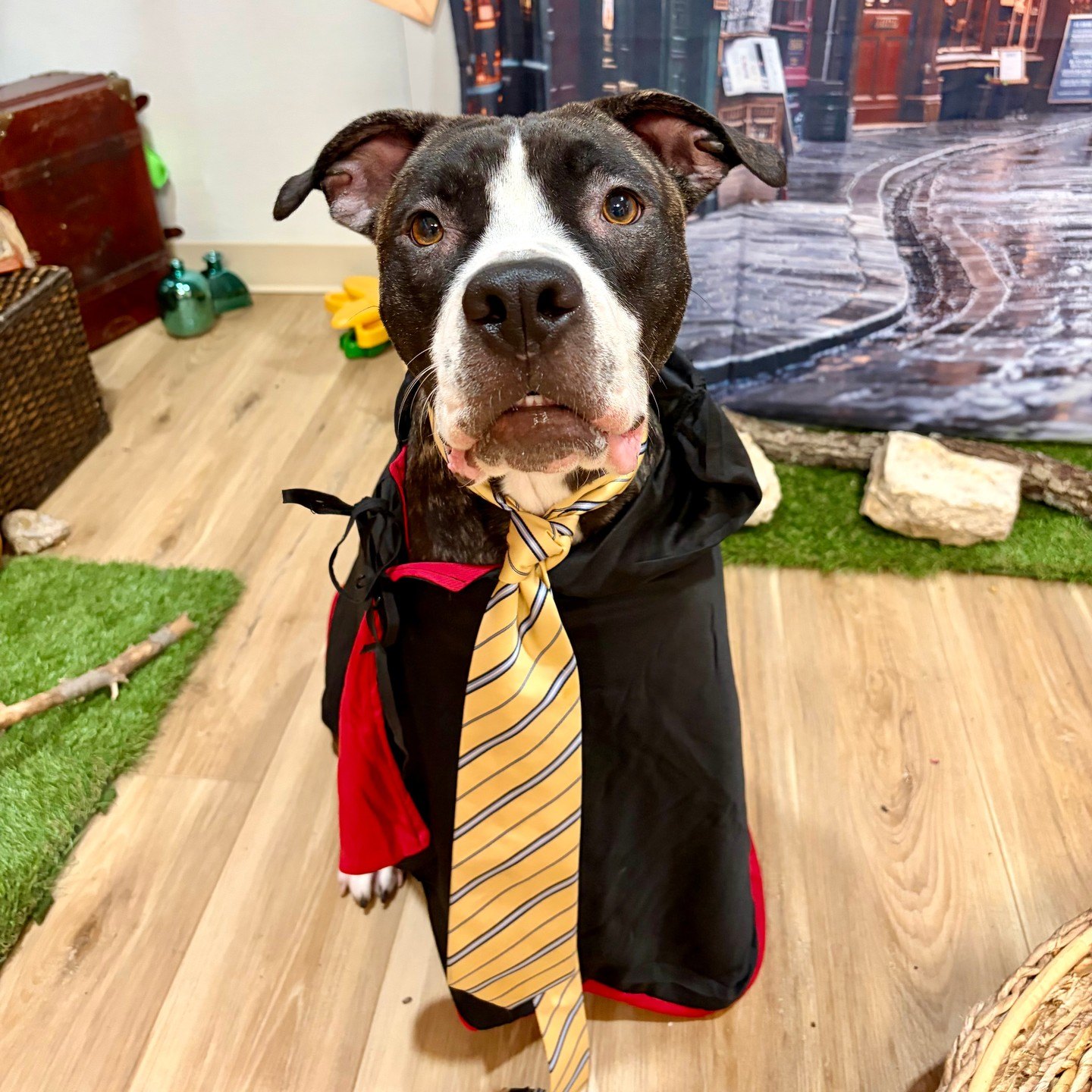 A black and white pup in a black robe and yellow striped tie on the Diagon Alley set