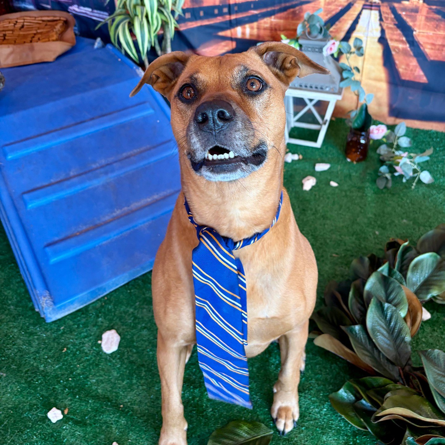 Kalani in a blue striped tie sitting on the turf beside the blue ramp, a lantern and leafy greenery