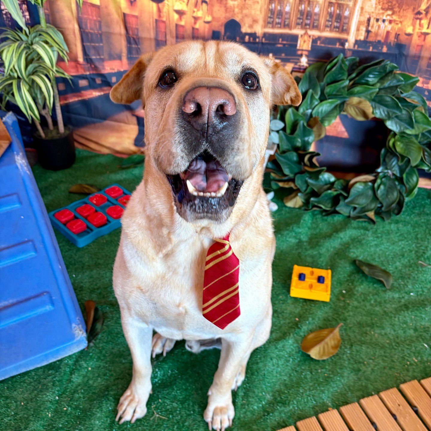Murray in a red and gold tie grinning beside puzzle toys and leafy greenery in the Great Hall