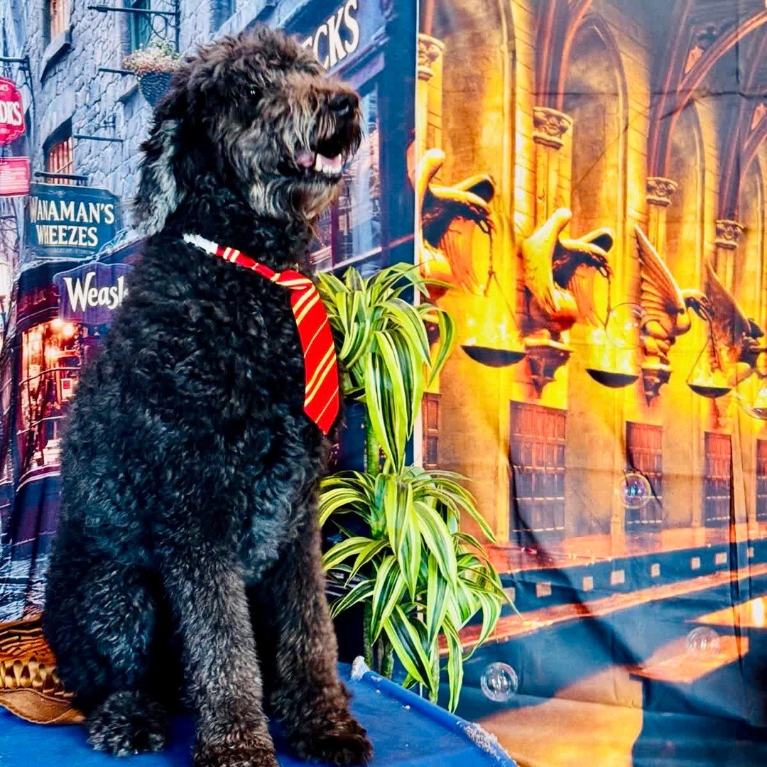 A black doodle in a red and gold tie sitting tall between the Diagon Alley and Great Hall backdrops