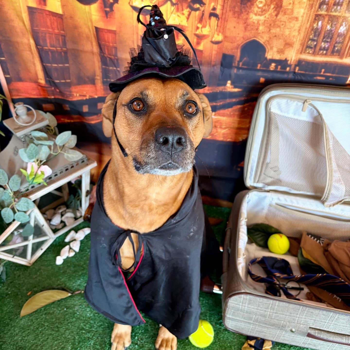 A tan pup in a witch&rsquo;s hat and black robe sitting beside an open suitcase in the Great Hall