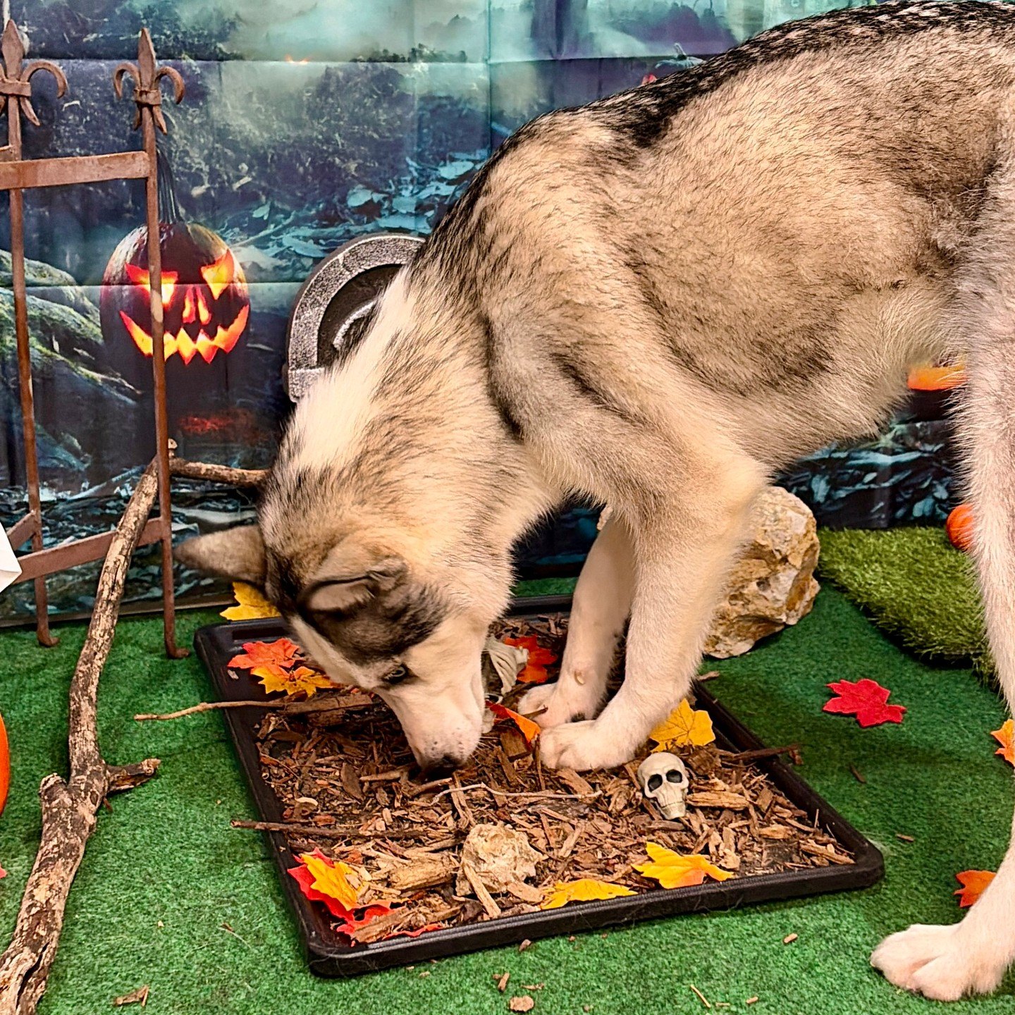 Husky sniffs through a mulch dig tray beside a toy skull in the haunted set
