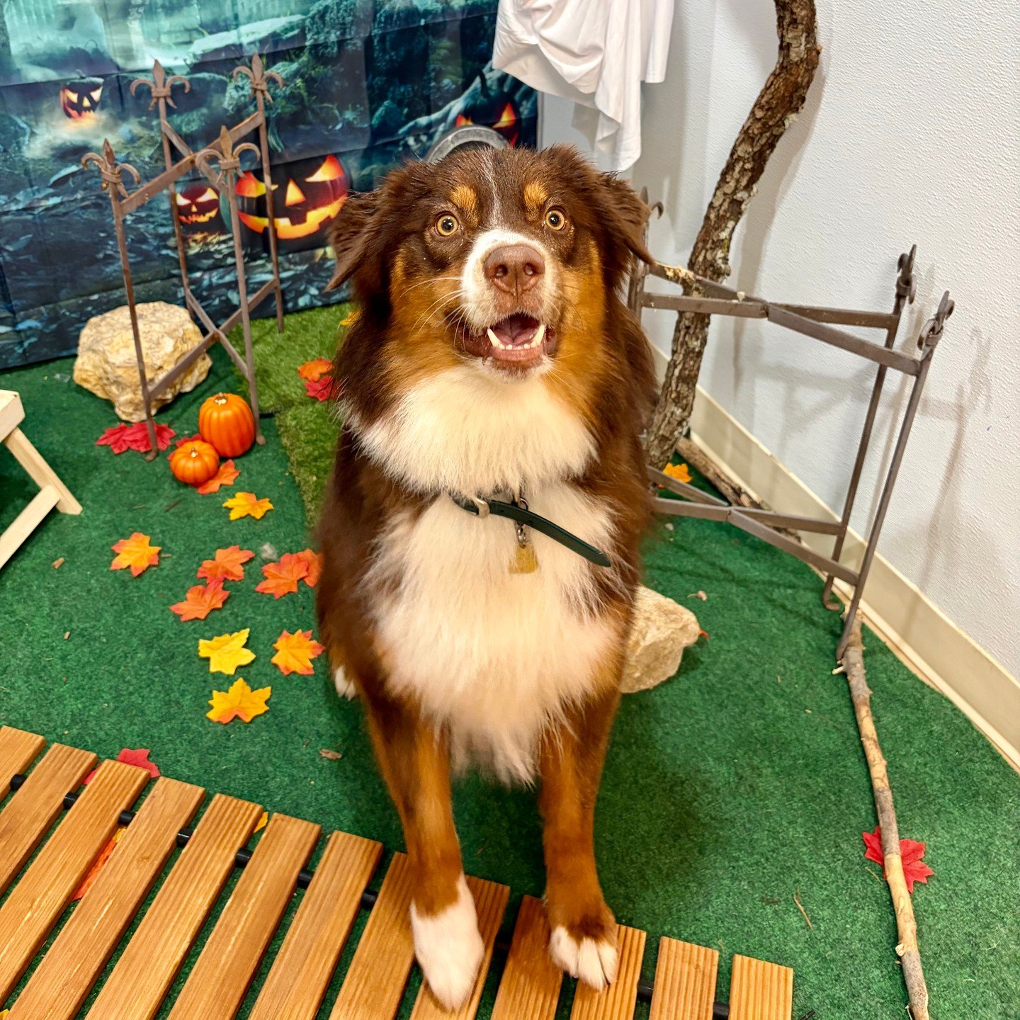 Fluffy brown-and-white dog smiles on the wooden walkway of the haunted set, pumpkins and iron fence behind