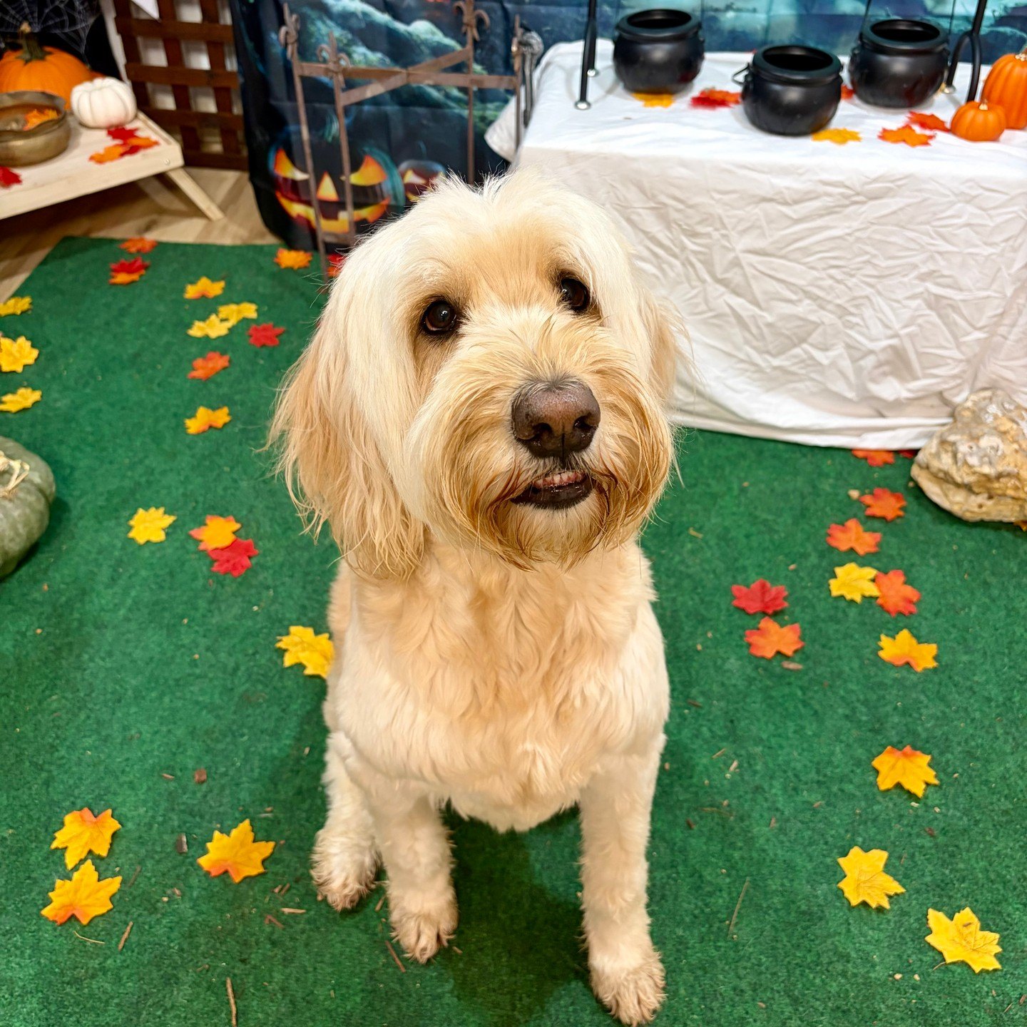 Fluffy cream dog sits in front of the cauldron banquet table, looking up at the camera