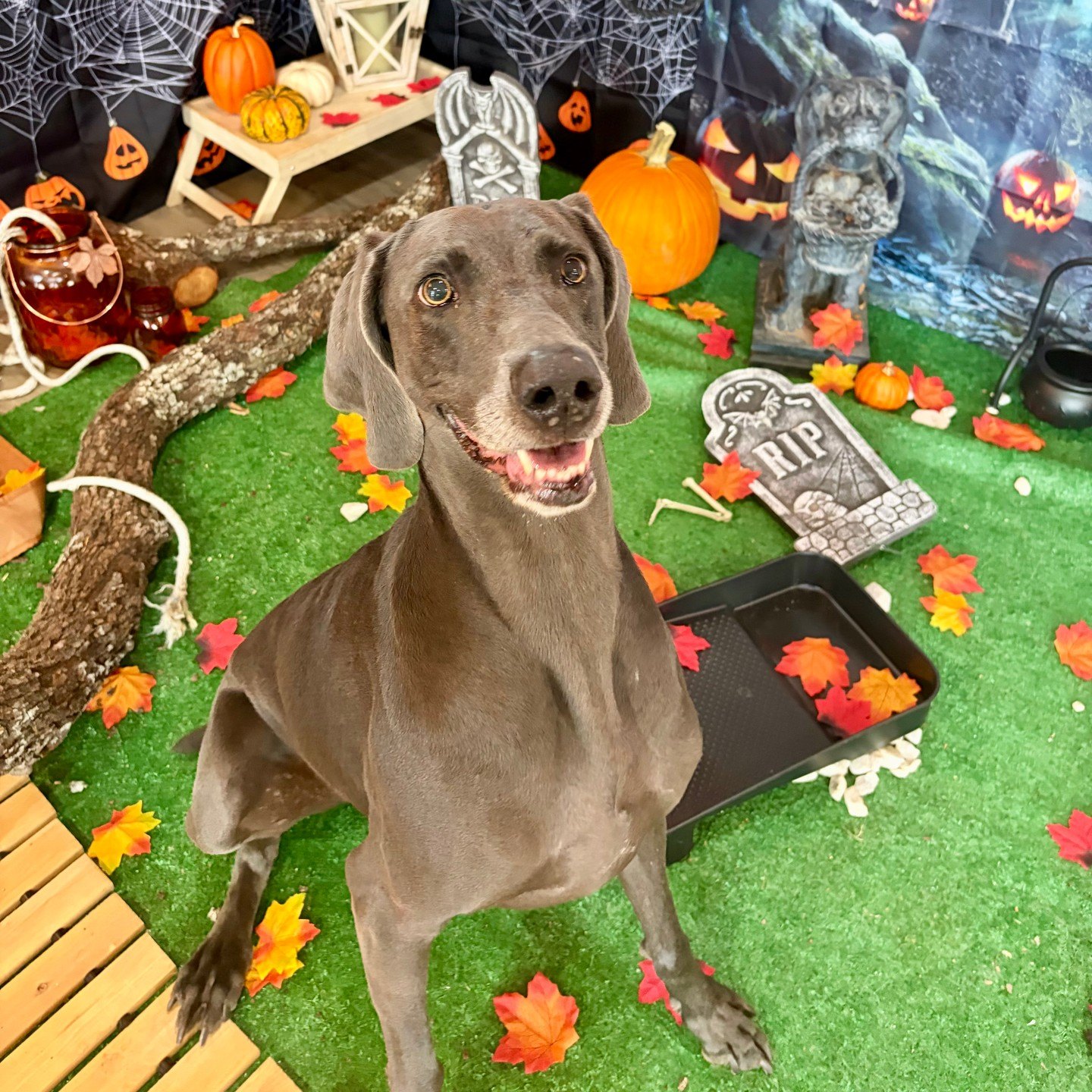 Gray dog grins among pumpkins, tombstones and autumn leaves in the haunted set