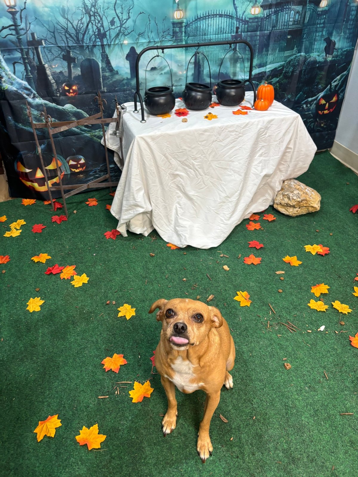 Small tan dog sits on fall leaves before the cauldron banquet table, tongue out
