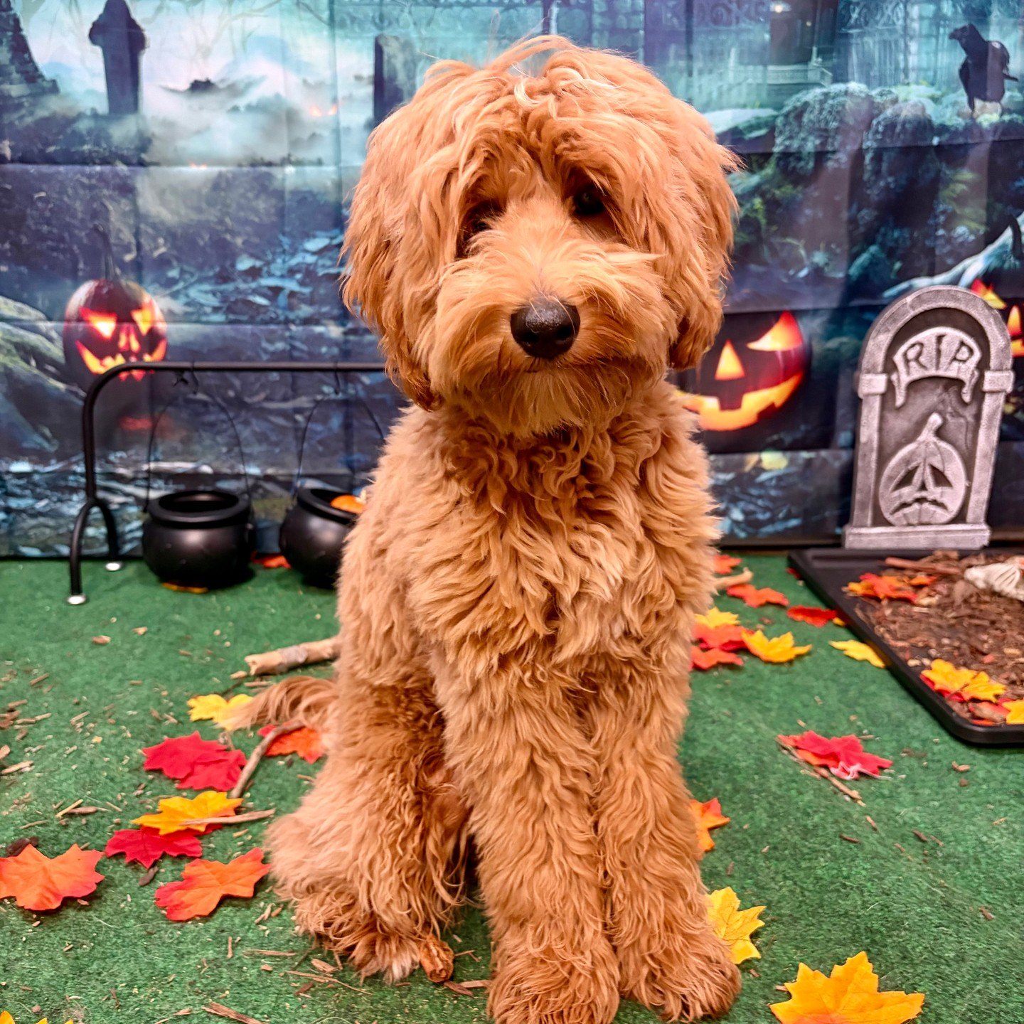 A red doodle sits among autumn leaves, cauldrons and a tombstone in the pumpkin patch set