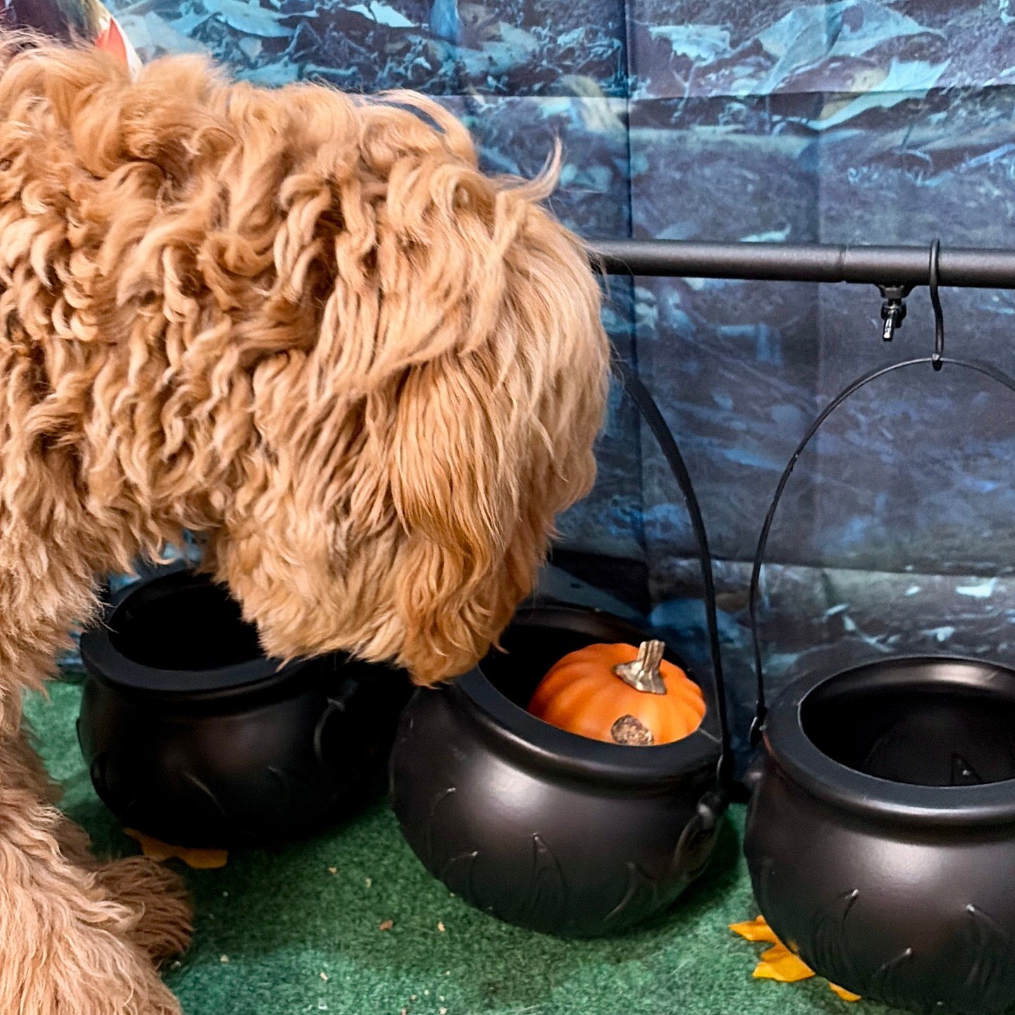 A red doodle noses into a row of black cauldrons to find a hidden pumpkin