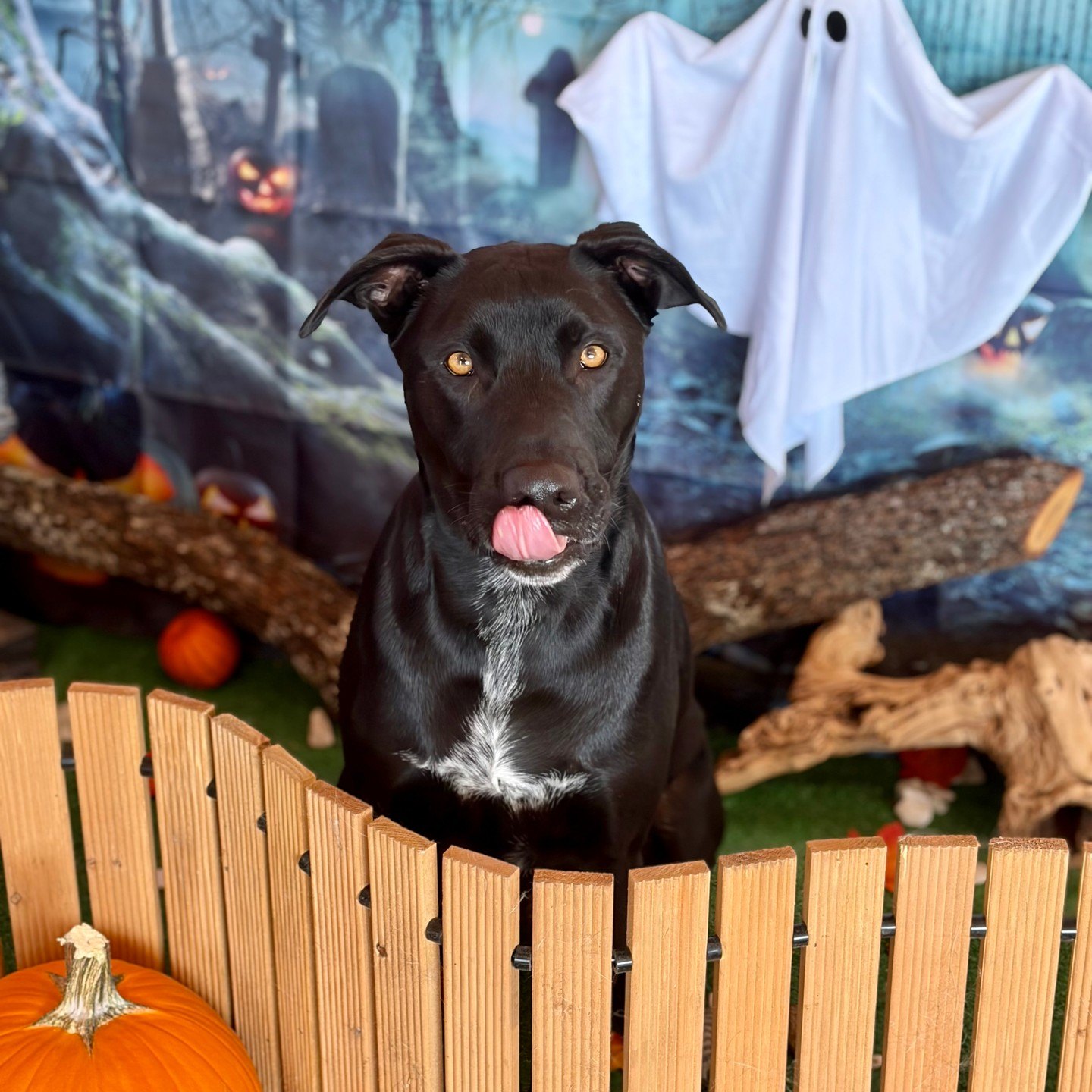A black dog with amber eyes and a white chest patch licks their lips while sitting behind a low wooden fence, with a hanging sheet ghost and a misty graveyard backdrop behind