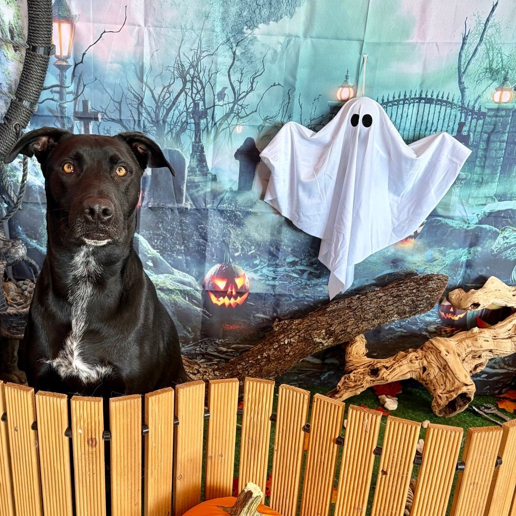A black dog with a white chest patch sits behind a low wooden fence in front of a misty graveyard backdrop with glowing jack-o&rsquo;-lanterns, beside a hanging sheet ghost and a gnarled log
