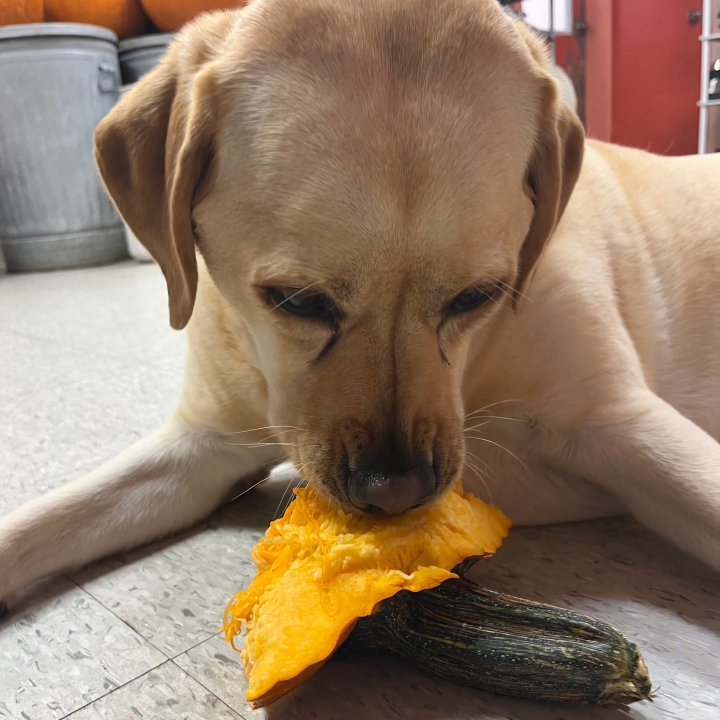 Yellow dog lying on the floor with a slice of fresh pumpkin