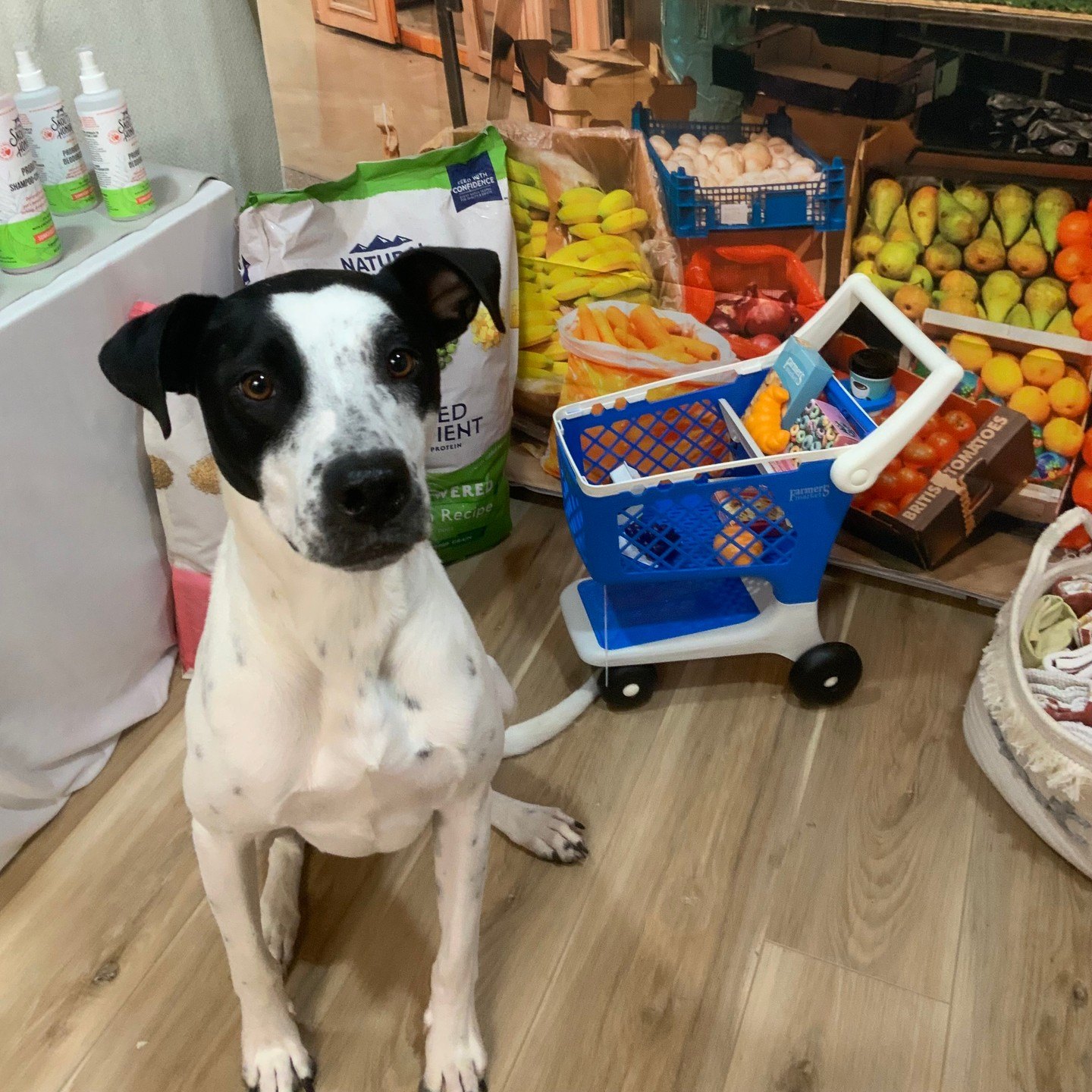 Black and white dog sitting by a toy shopping cart in the Barksville Super Center