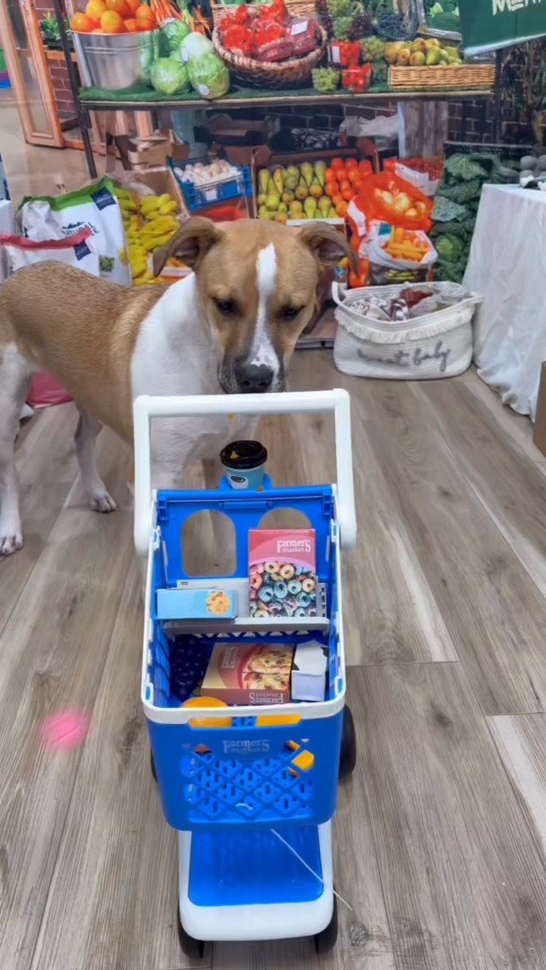 Tan and white dog walking behind a toy shopping cart in the Barksville Super Center set
