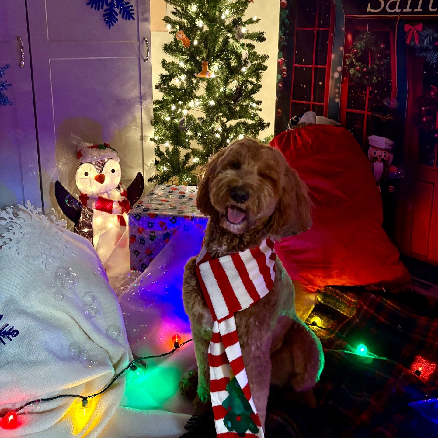 Clyde sitting in a candy-cane striped scarf beside a lit Christmas tree and colored lights