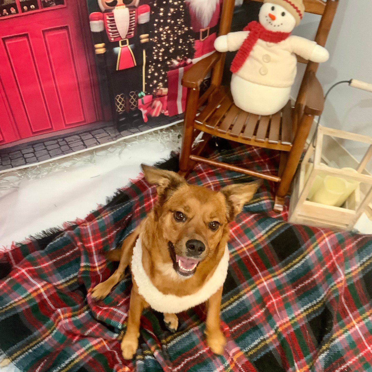 Dog in a fleece collar smiling on a plaid blanket by the rocking chair and snowman