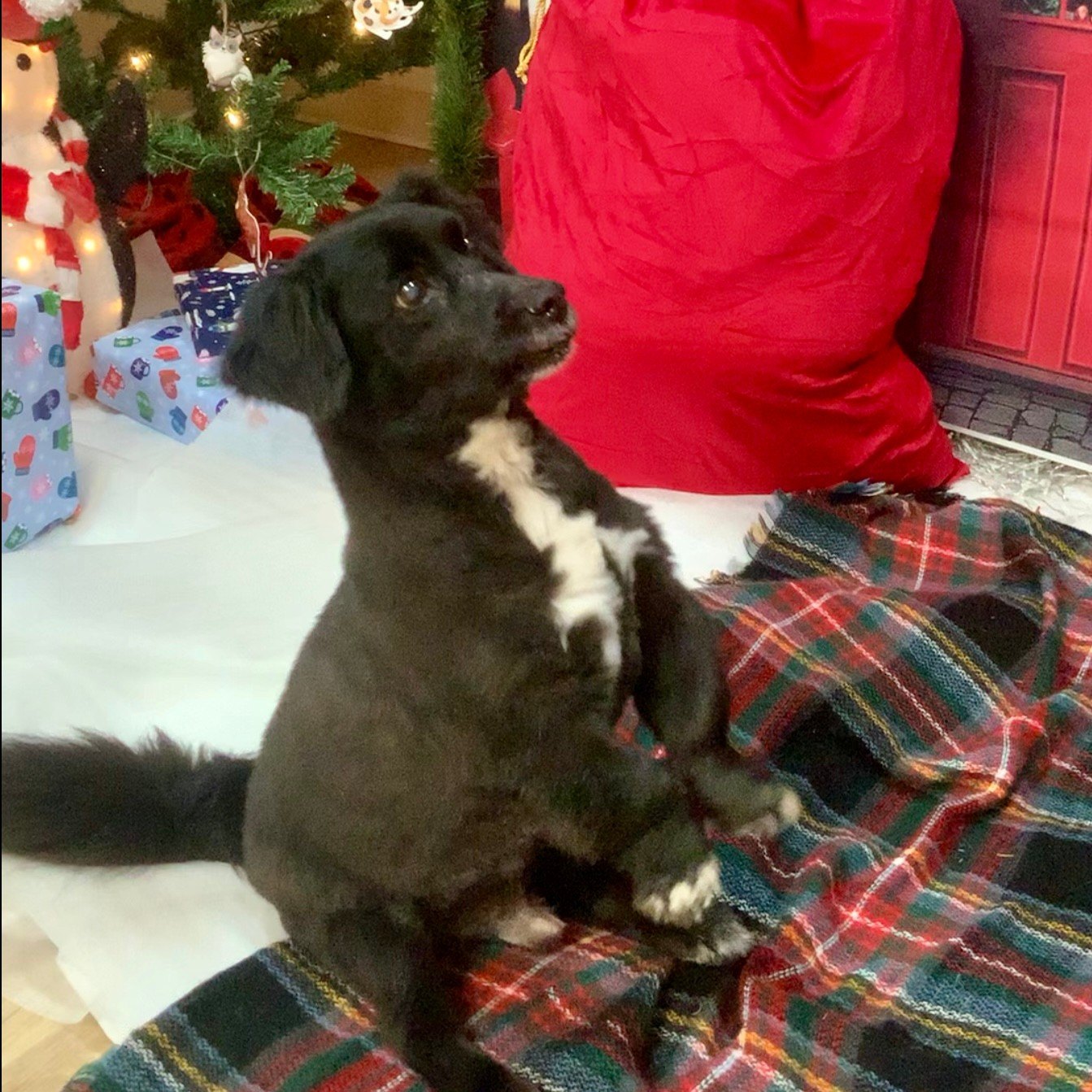 Black dog sitting up on a plaid blanket beside Santa’s sack and wrapped gifts