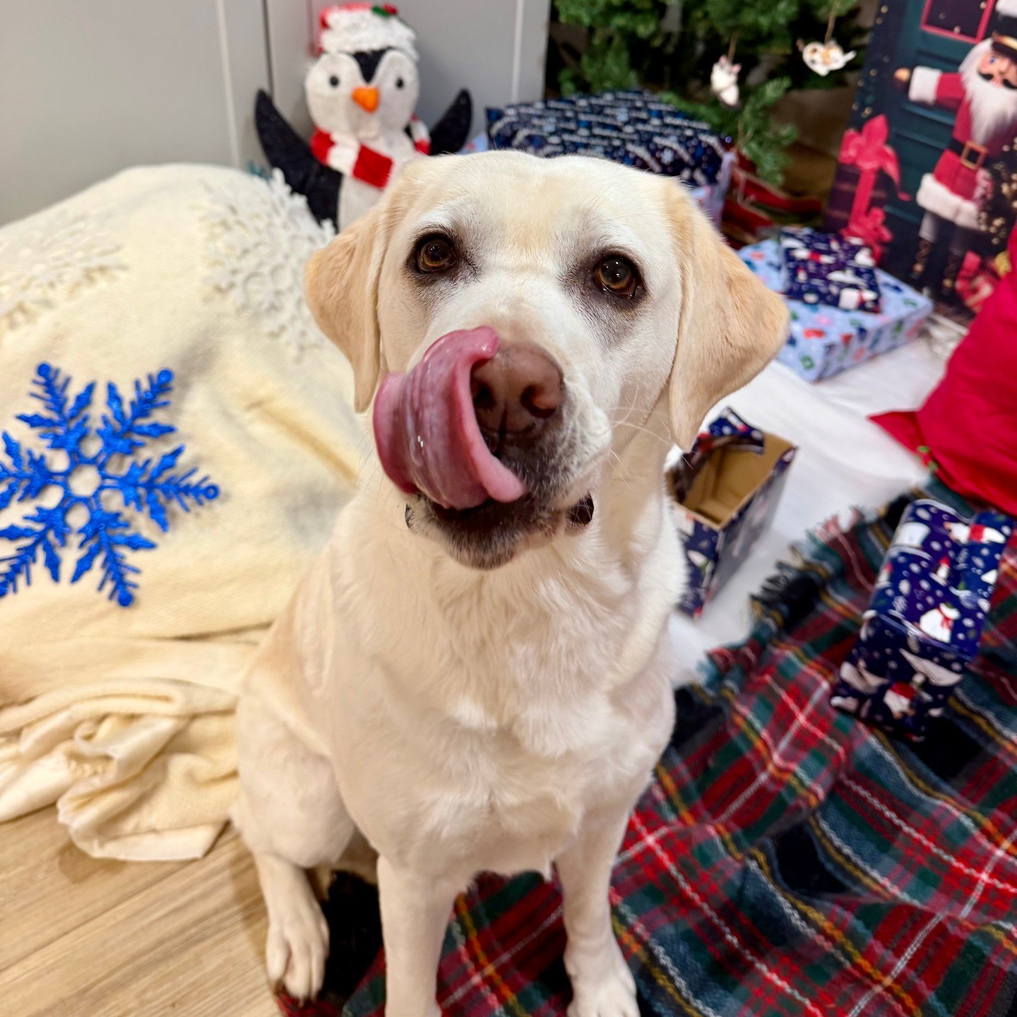 Yellow Lab licking its lips on a plaid blanket among wrapped presents
