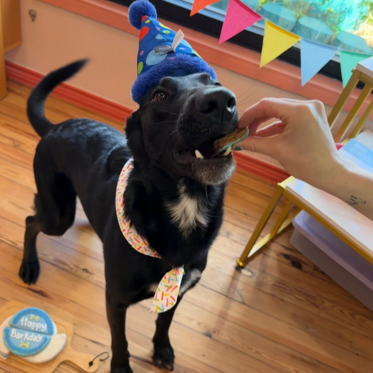 Dog in a blue party hat taking a treat beside a birthday cake at Metro Animals