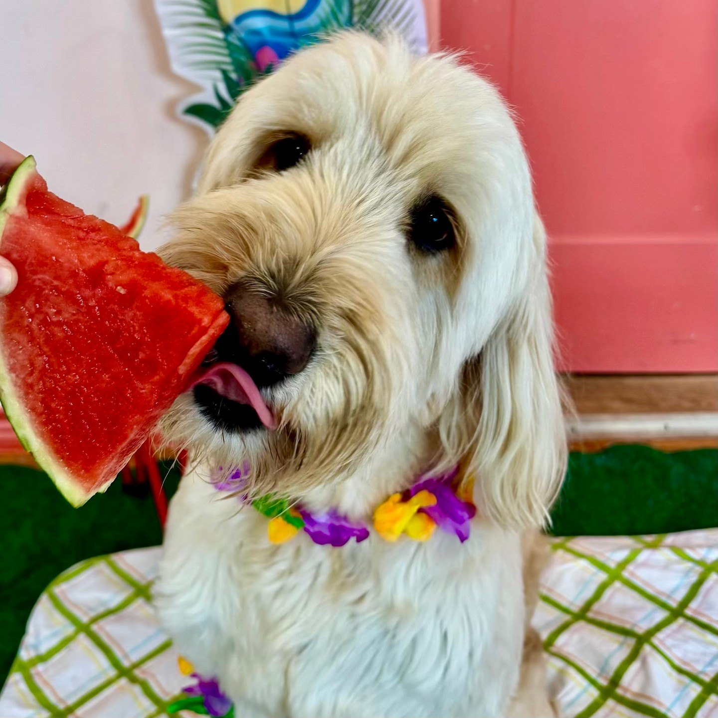 A fluffy cream pup in a flower lei licks a slice of watermelon in Fort Worth