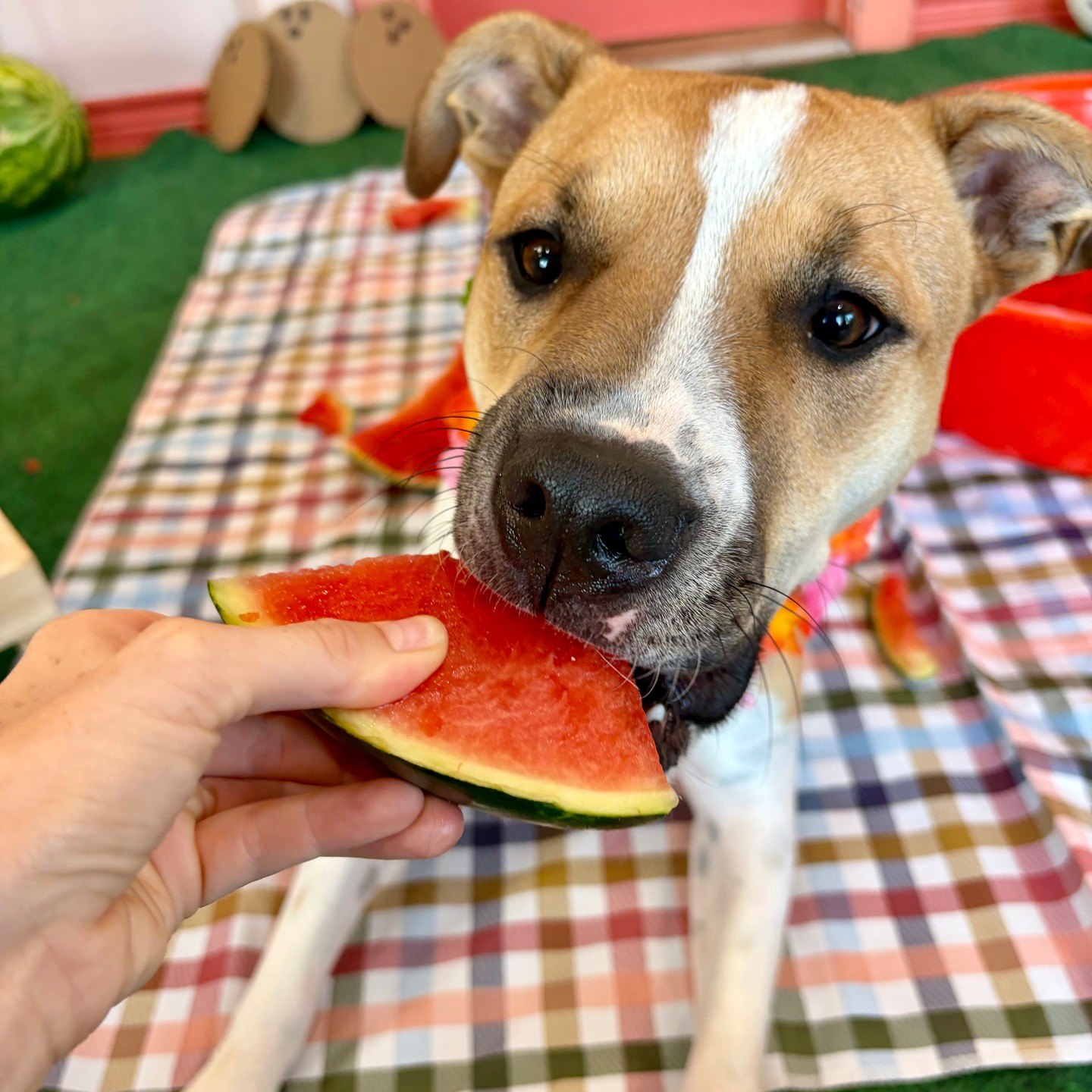 A tan-and-white pup takes a bite of watermelon on a plaid picnic blanket in Fort Worth