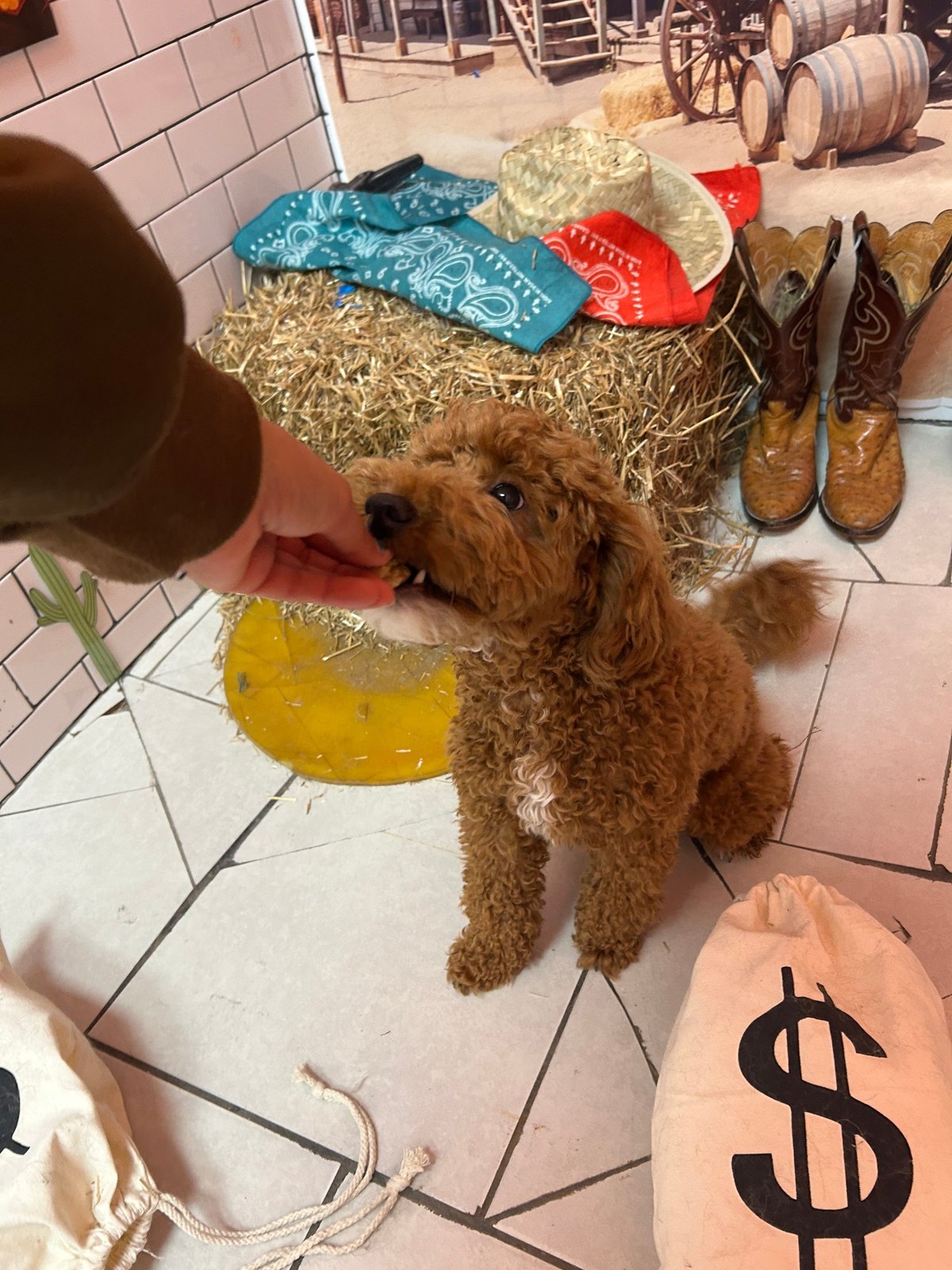Bonus, a curly red pup, taking a treat reward beside money bags in the Plano Wild West set