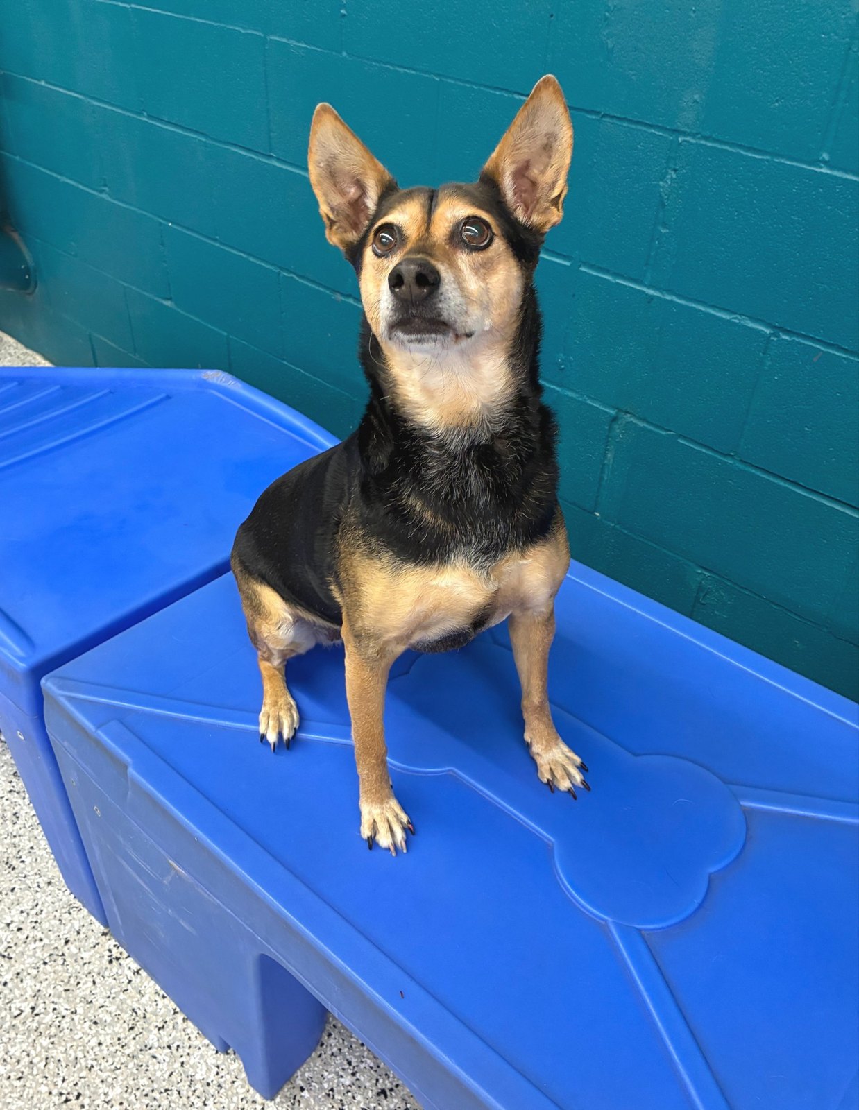 Coco, a black and tan dog, sits on a blue play platform in Plano, ears up and eyes on the prize