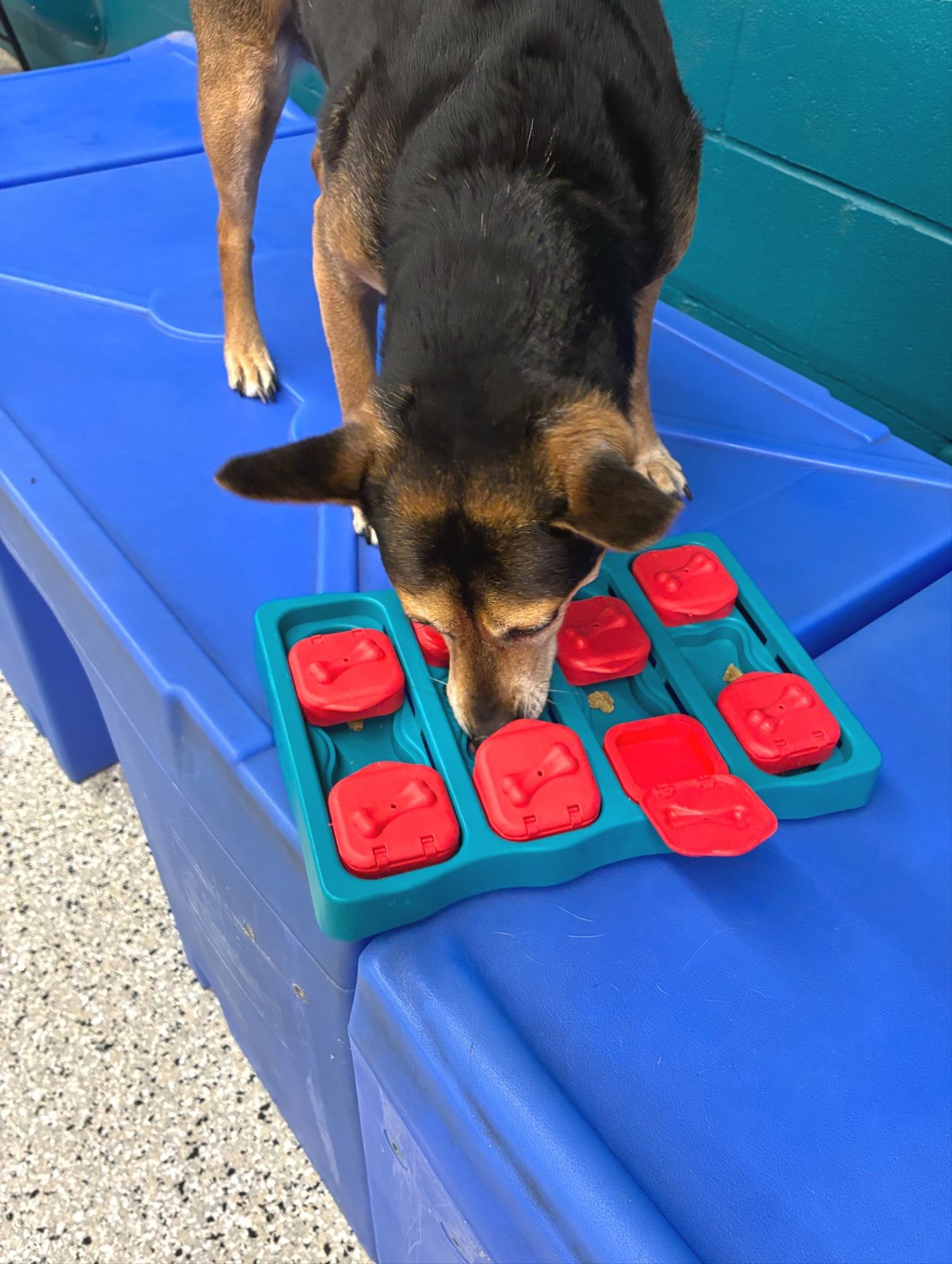 Coco noses open the flaps of a puzzle toy on a blue platform in Plano