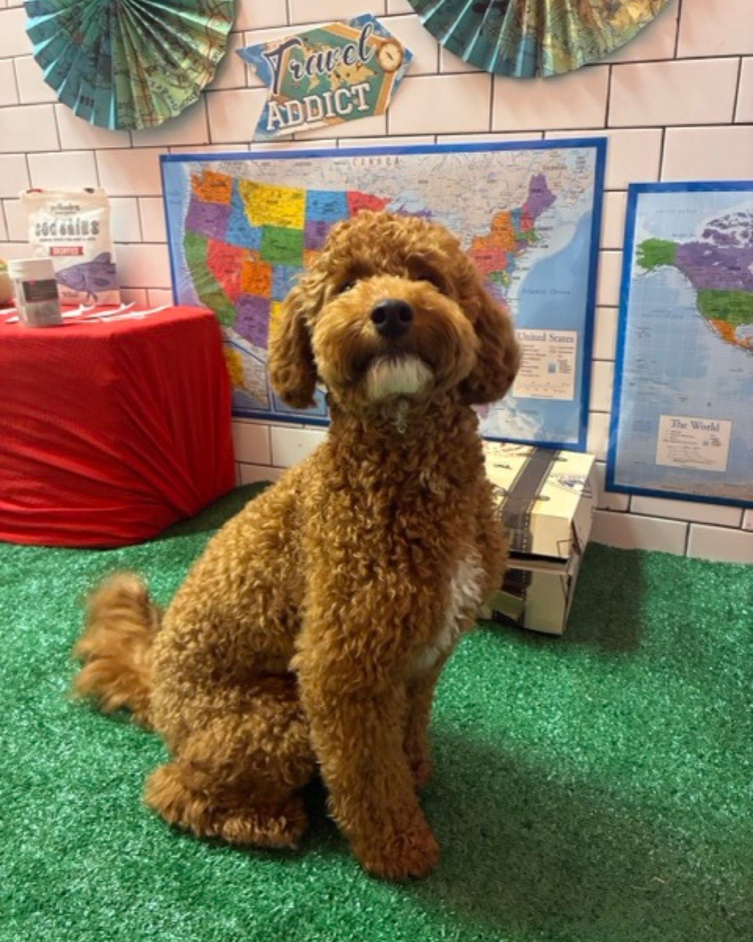 Bonus the doodle sitting in front of the travel maps after his Mediterranean market visit in Plano