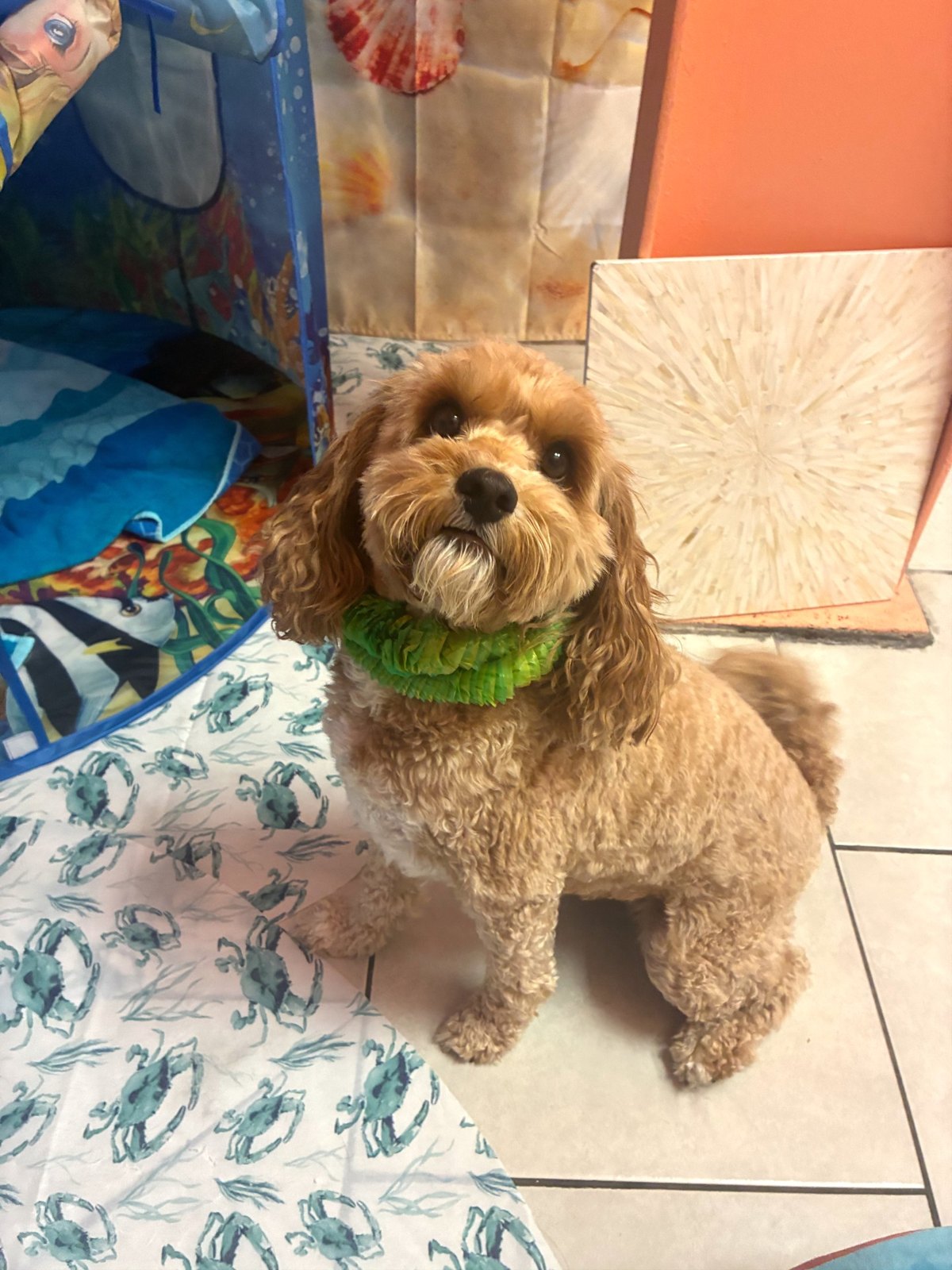 Shasta, a curly apricot pup in a green lei, sits beside an under-the-sea play tent in Plano