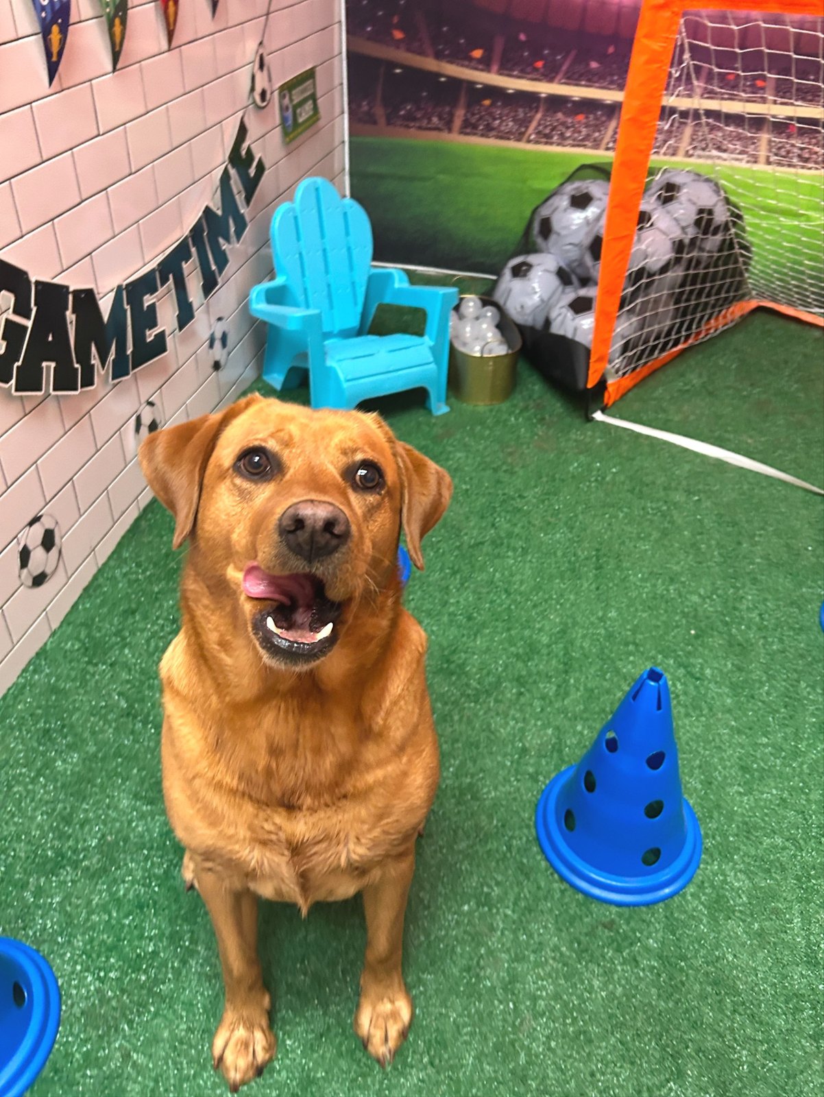 Louie licking his lips among the blue cones and goal in the Plano Gametime set