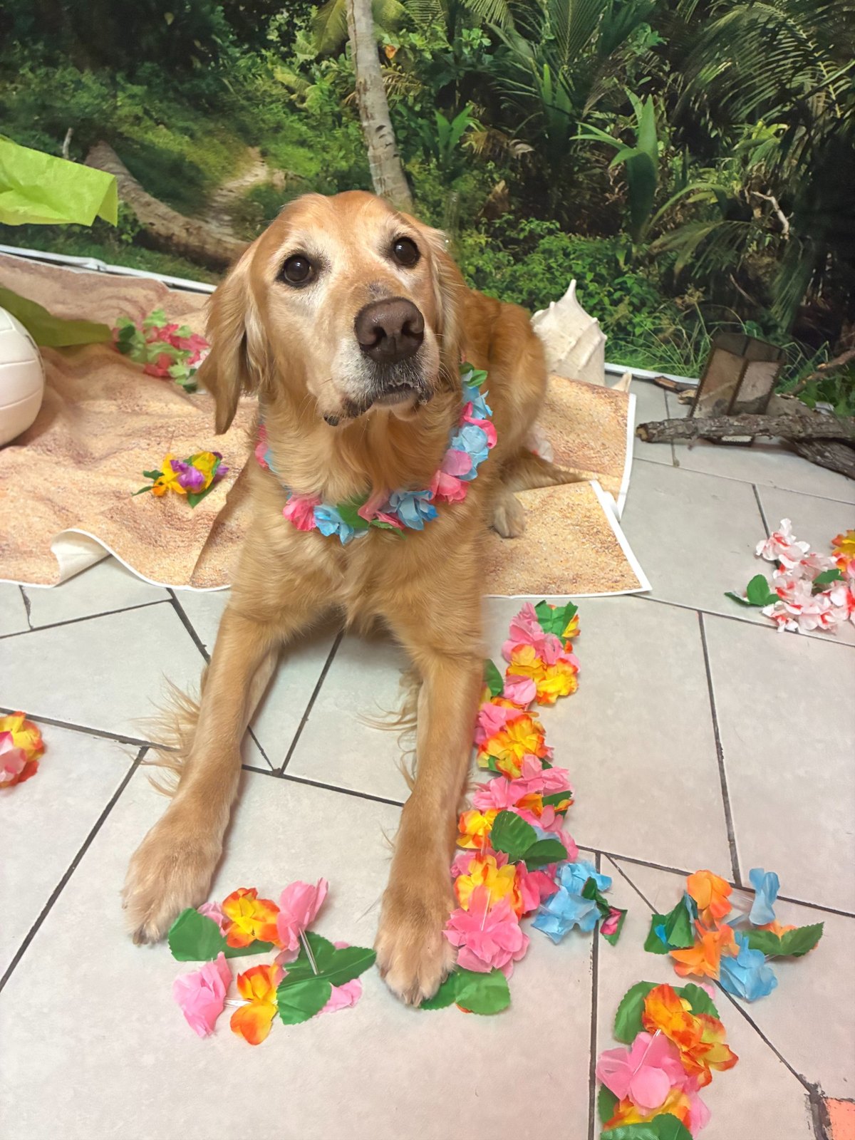 A golden pup lying among scattered flower leis during the shoreline scatter search