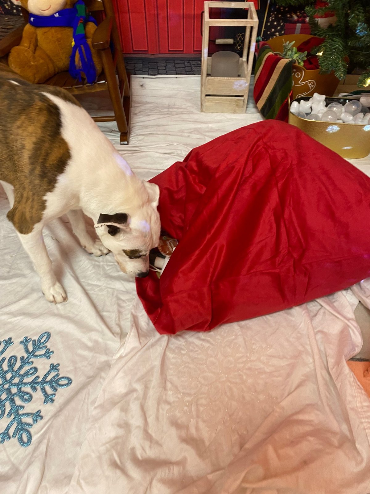 Dog nosing into Santa’s red sack to dig out a hidden toy