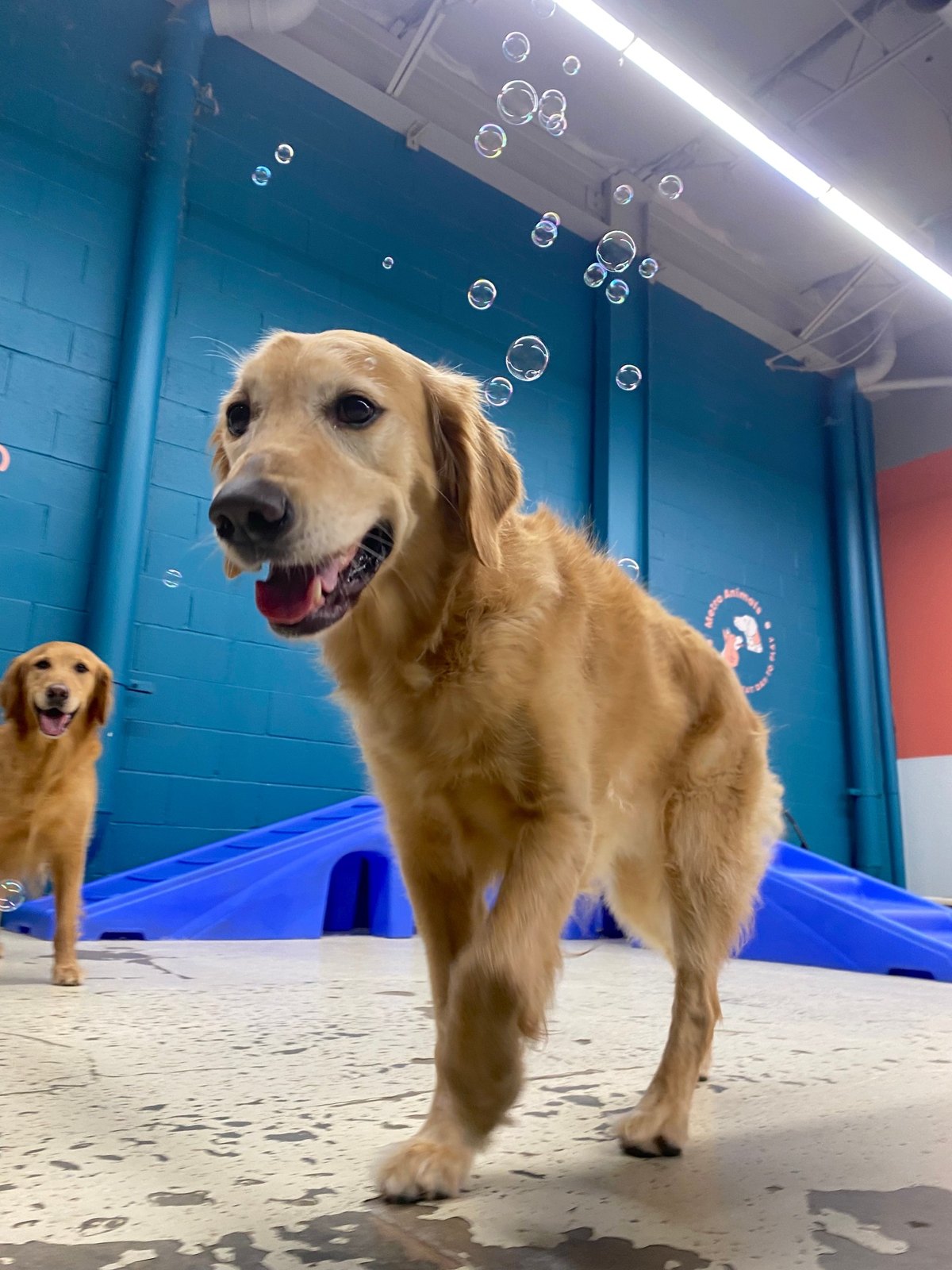 Jesse and Jamie, two golden retrievers, walk among floating bubbles in a teal Plano playroom