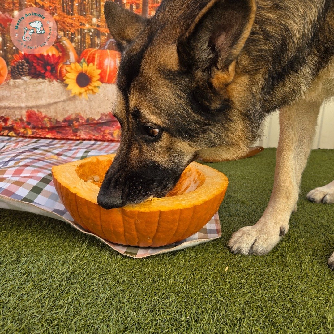 A German shepherd licks the inside of a halved pumpkin on the turf in Plano