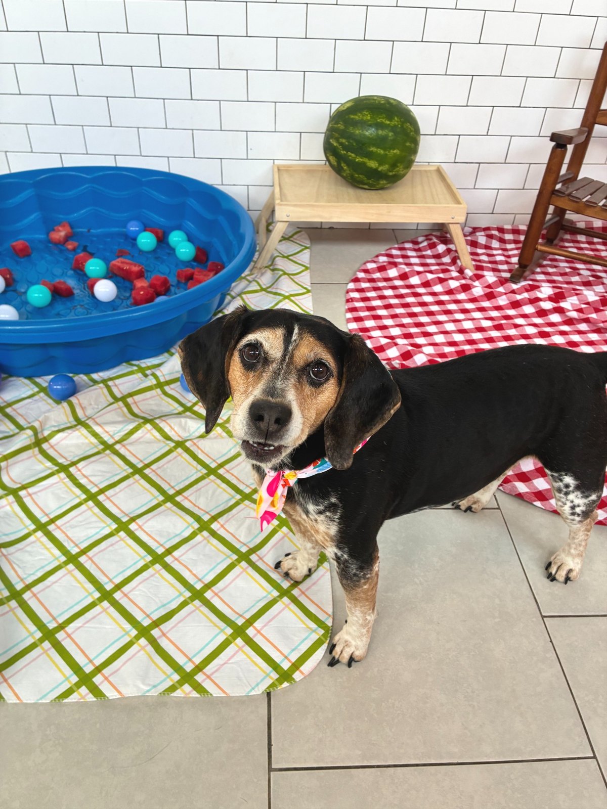 A beagle in a summer bandana stands by a kiddie pool of watermelon chunks and balls in Plano