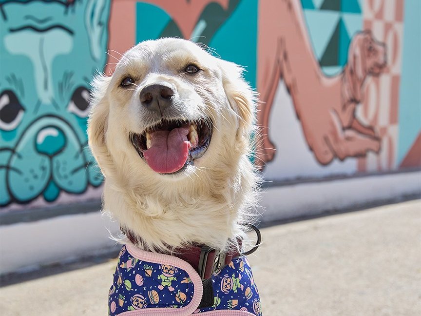 Golden retriever in a bandana harness smiling in front of the dog mural at Metro Animals 1 in Fort Worth