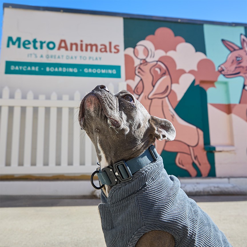 Grey dog in a sweater looking up in front of the Metro Animals sign at Metro Animals 1 in Fort Worth