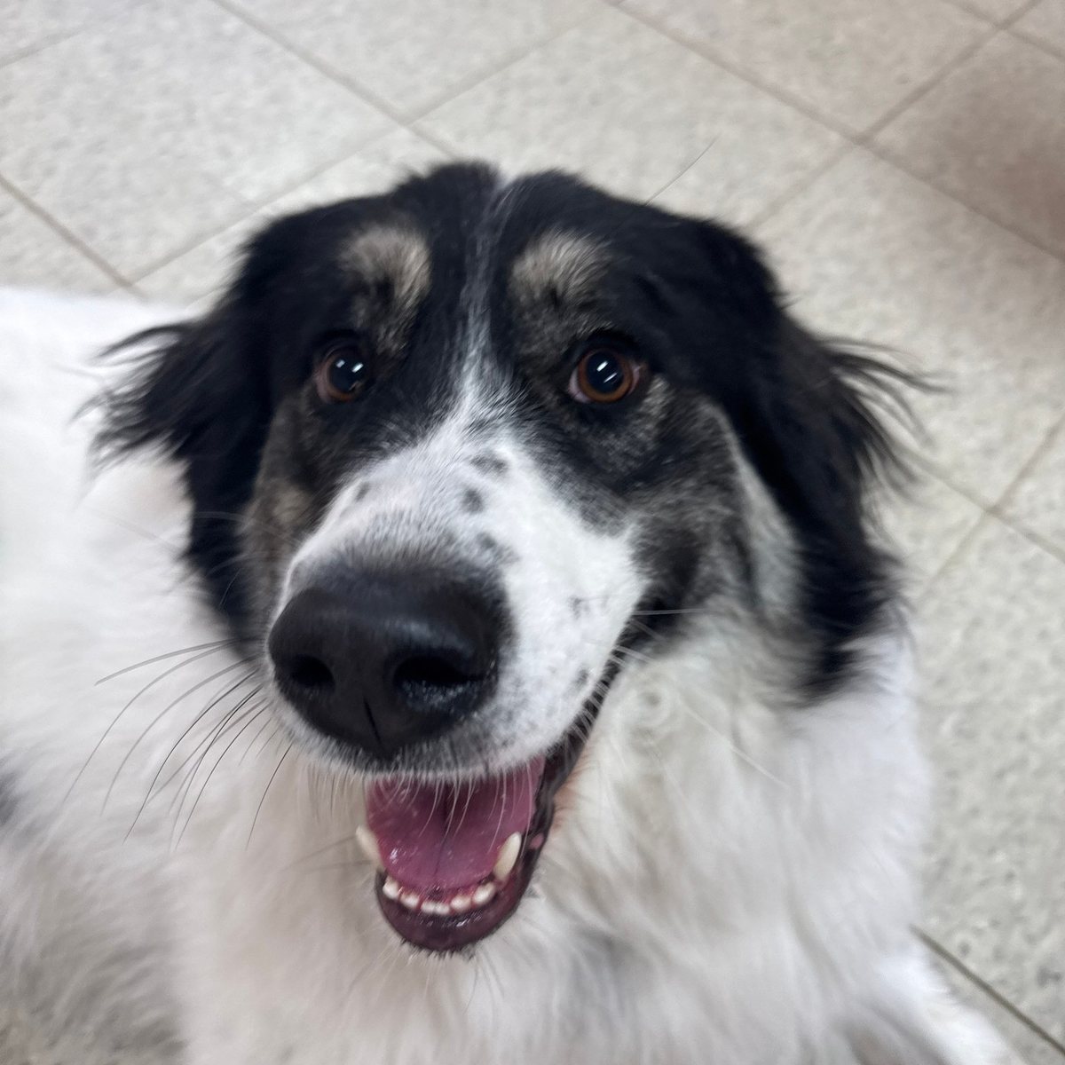 Black and white dog smiling up at the camera indoors at Metro Animals 1 in Fort Worth
