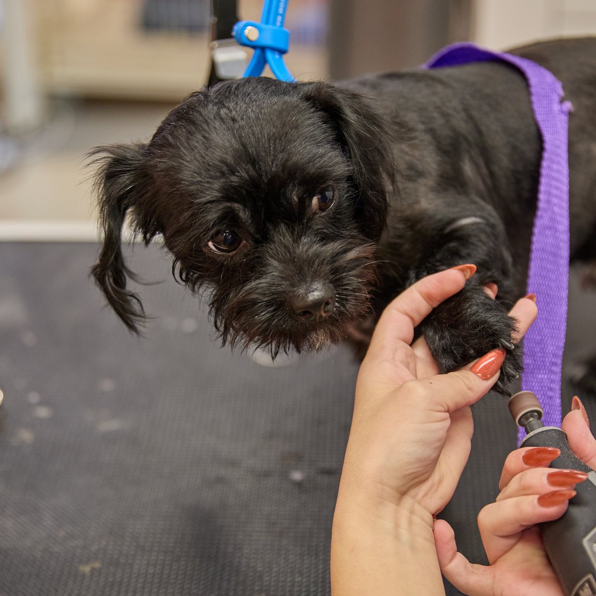 Small black dog getting a nail trim on the table at Metro Animals