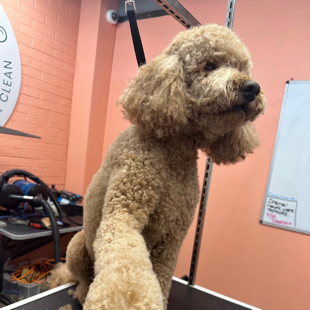 Apricot poodle offering a paw on the grooming table at Metro Animals
