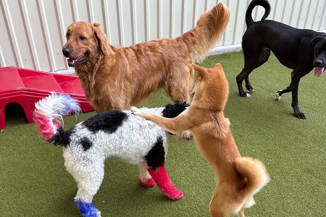 Golden retriever, shiba and doodle playing together on the turf at Metro Animals in Plano