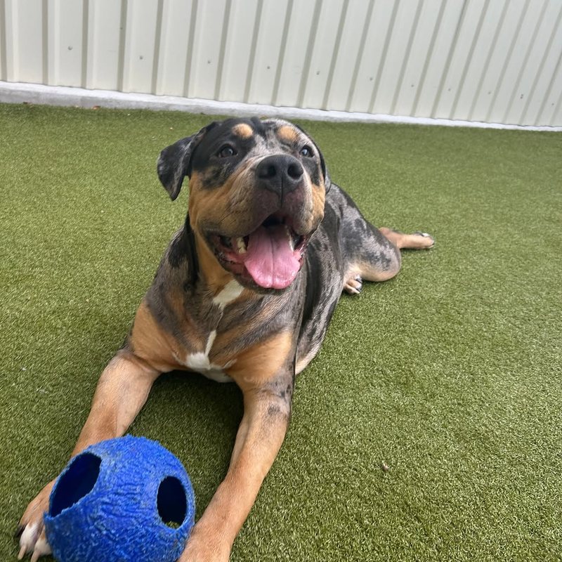 Dog lying on the turf with a blue ball at Metro Animals in Plano