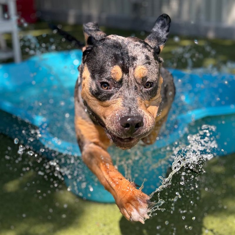 Merle dog bounding out of the splash pool at Metro Animals in Plano